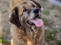 Seniorin Frieda sucht Alterssitz