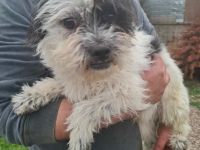 Tom & Jerry - zwei kleine, verlassene Brüder