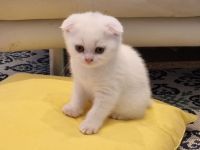 Verkauf zwei super süße Kätzchen