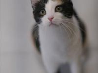 Leslie und Lichi, FIV positiv