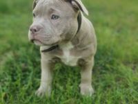 American Bully (Pocket)