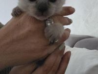 Siam kitten Siambabys