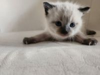 Siam kitten Siambabys