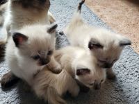 Siamkatze Kitten