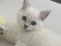 Noch ein reinrassiger Bkh kitten übrig