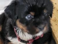 Superliebes Hundemädchen