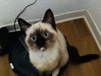 Drei liebevolle Ragdoll Kätzchen bereit für ein neues Zuhause