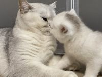 Britisch Kurzhaar Silver Saded (BKH) Kitten