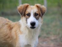 Liebevolles zu Hause für Jackson gesucht