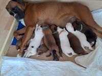 Reinrassige Boxerwelpen aus liebevoller Hobbyzucht-abzugeben ab Ende Juli