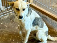 Nae, neu im Shelter, möchte dort nicht bleiben...........hat er Glück auf ein schönes Zuhause