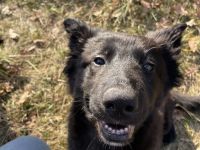 DRINGEND: Liebevoller Schäferhund/Collie-Mix (7 Monate) sucht besten Freund!