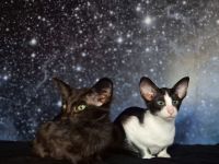 Reinrassige OKH/SIA Orientalisch Kurzhaar Kitten Ebony, Bicolor & Foreign White