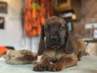 Bayerischer Gebirgsschweisshund Welpe Rüde Jagd BGS