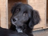 Jungspund Simon auf der Suche nach seinem Glück