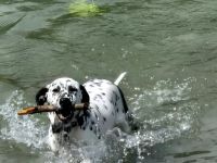 Dalmatiner mix Welpe Rüde