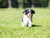 Cavalier Kind Charles Spaniel