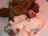 Maltipoo Welpen verschiedenfarbig