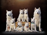 Siberian Husky Welpen