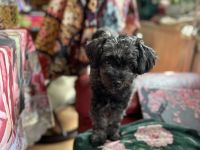 Zauberhaftes Bolonka zwetna Mädchen (1Jahr) Du liebevoller. Zuhause m Kuschelgarantie