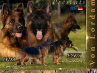 Altdeutscher Schäferhund / Deutsche Schäferhund Langstockhaar - Welpen