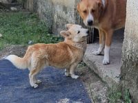 Hündin Alice / kastriert / derzeit noch in Griechenland