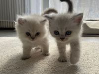 Wunderschöne BLH Kitten suchen für Ende Juni ein zu Hause