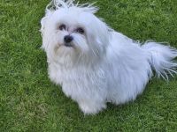 Mini malteser Deckrüde