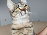 Die gutmütige Campana wartet auf ein liebevolles Zuhause