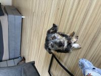 Malteser Dackel rüde