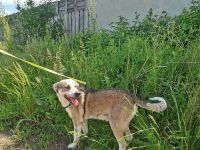 Bobby, lieb und menschenbezogen