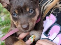 Working Kelpie Welpen