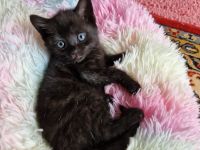 Sehr süsse Kätzchen BKH Mix mit Hauskatze suchen ein neues Zuhause.