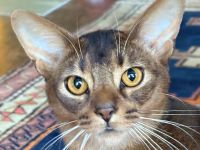 Traumhaft lieber Kater