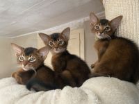 Traumhaft schönes Katerchen