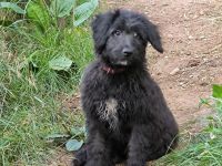 Doodle Welpen, Abgabebereit