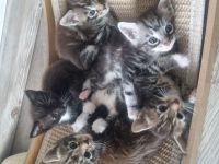 Maine Coon Kitten Mix