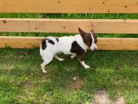 Deckrüde Chihuahua Leo steht liebevollen Hündinnen zur Verfügung