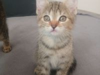 ZWEI BABY KATZEN SUCHEN AB DEM 18.06 NEUES ZUHAUSE