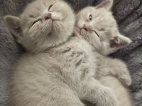 BKH Babys suchen bald ein Zuhause