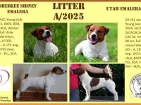 Jack Russell Terrier mit FCI Papiere