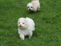 Zauberhafte Bolonka-Zwetna-Welpen