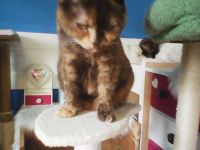 bkh zimt mädel  wartet  auf  ein  gutes  zuhause