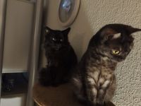 BKH Maine coon kitten