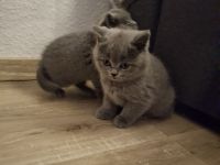 BKH Chartreux Kitten
