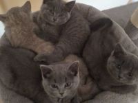 BKH Chartreux Kitten