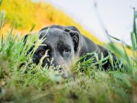 Shiva - liebevolles Zuhause gesucht