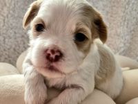 Havaneser Welpen in wunderschöne Farben mit Ahnentafel!