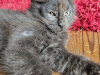 Kitten Mix Norwegische Waldkatze / BKH