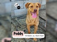 PEDDY möchte die Welt entdecken